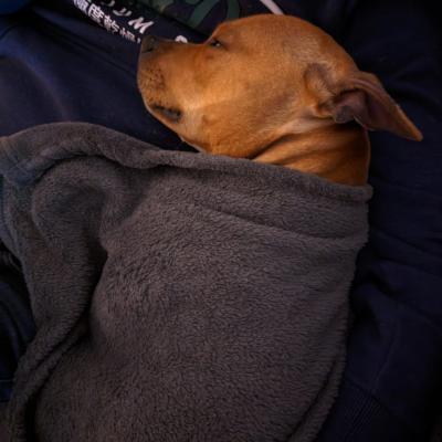 Staffy's du grand nord