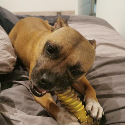 Staffy's du grand nord