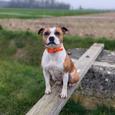 Staffy's du grand nord