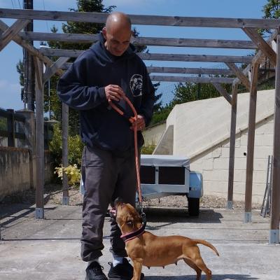 Chiot futur staffordshire bull terrier 