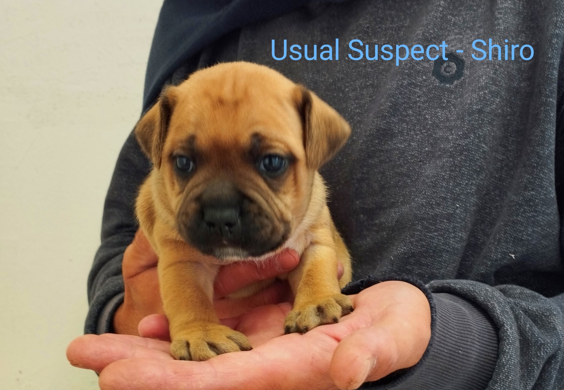 Chiot staffordshire bull terrier 