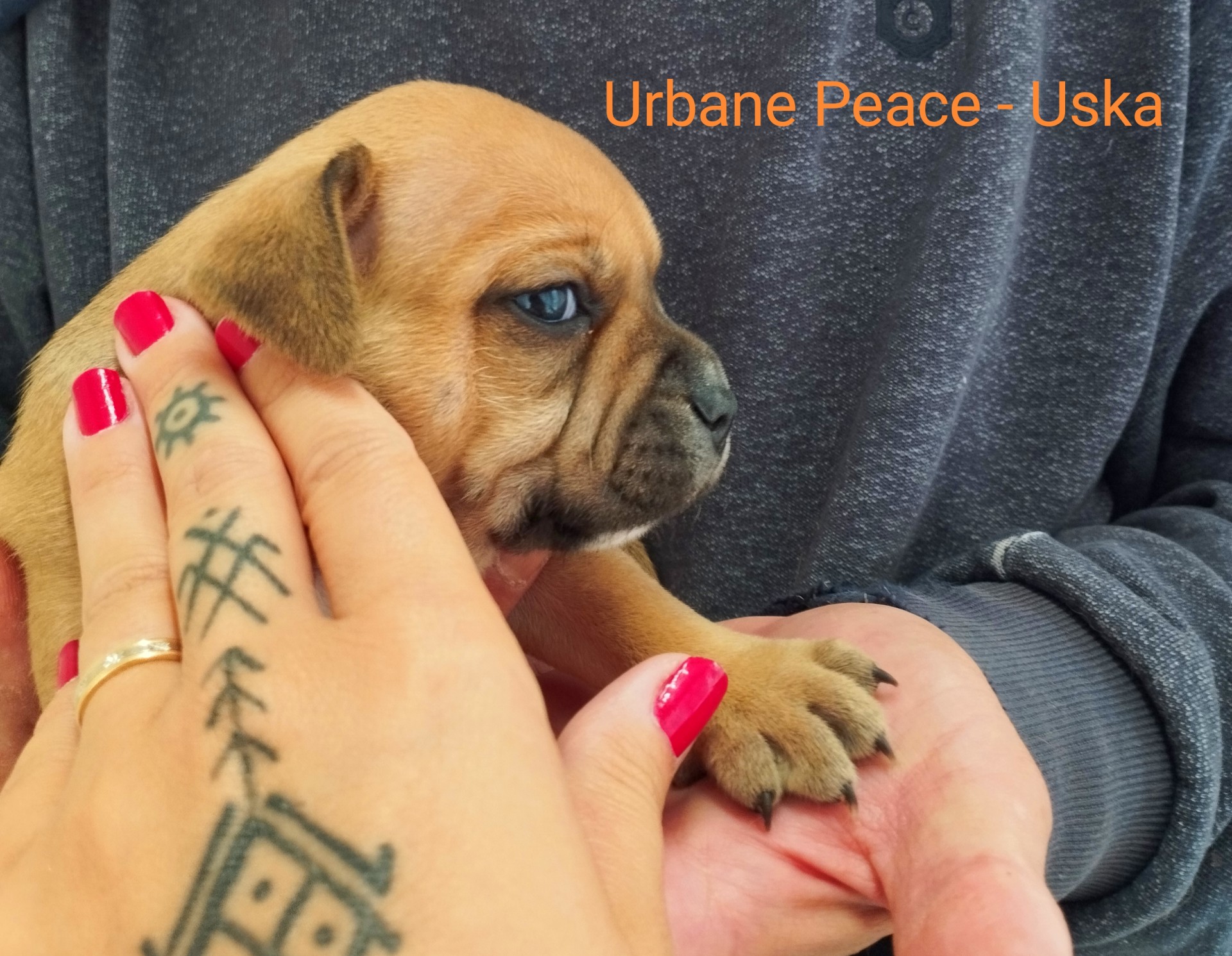 Chiot staffordshire bull terrier 