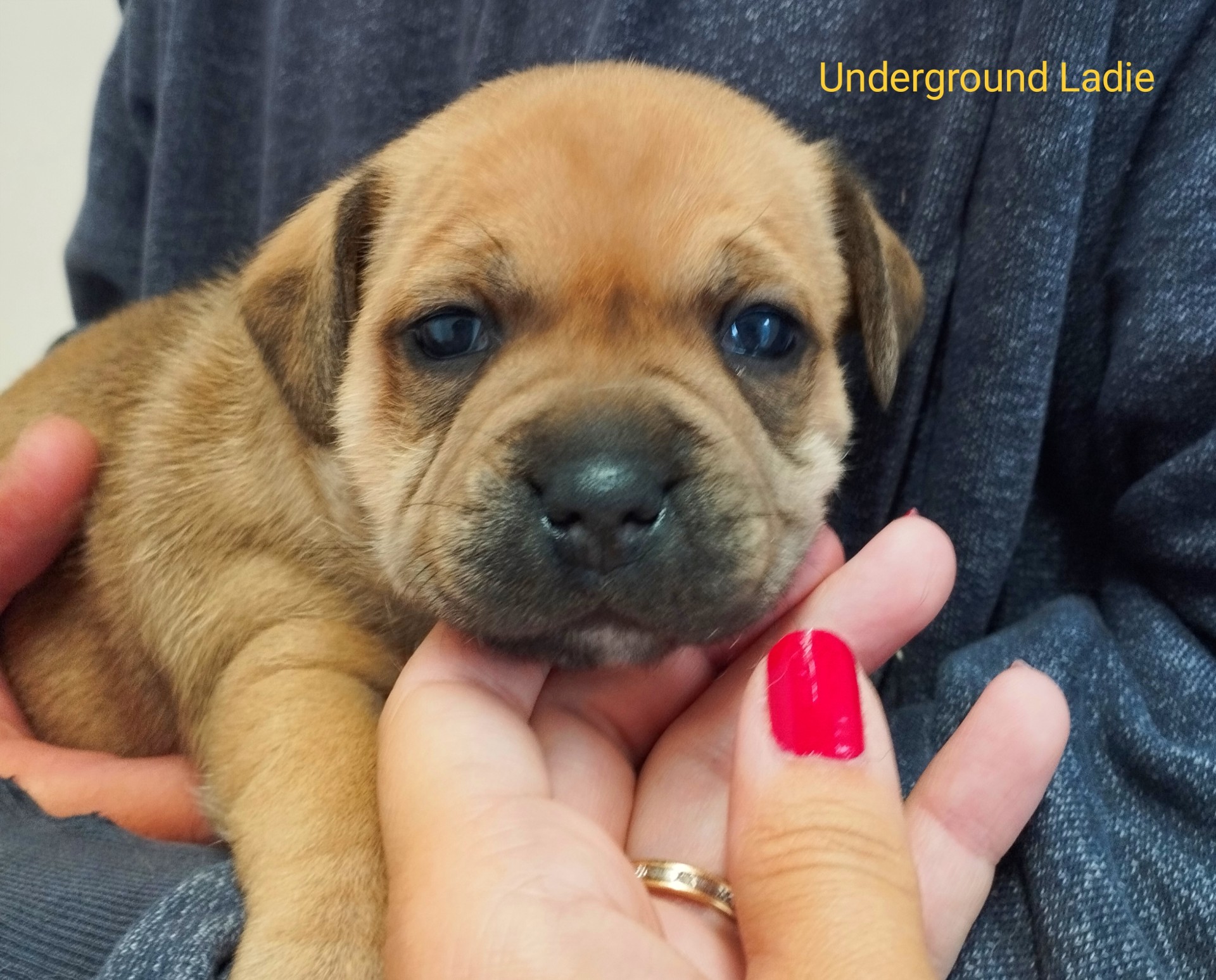 Chiot staffordshire bull terrier 