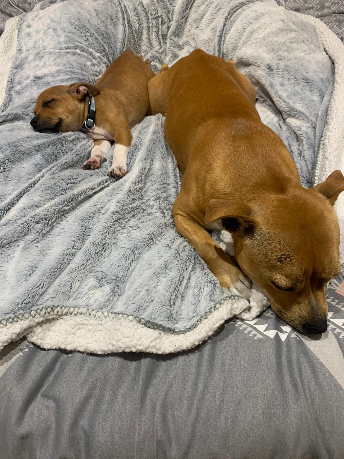 Chiot staffie masque