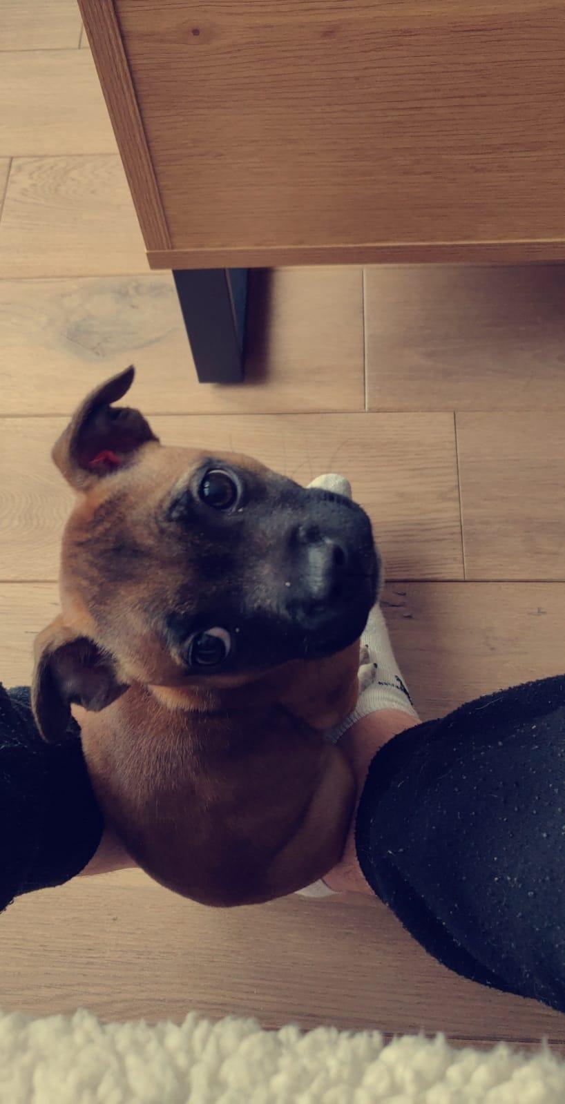 chiot staffie masque noir