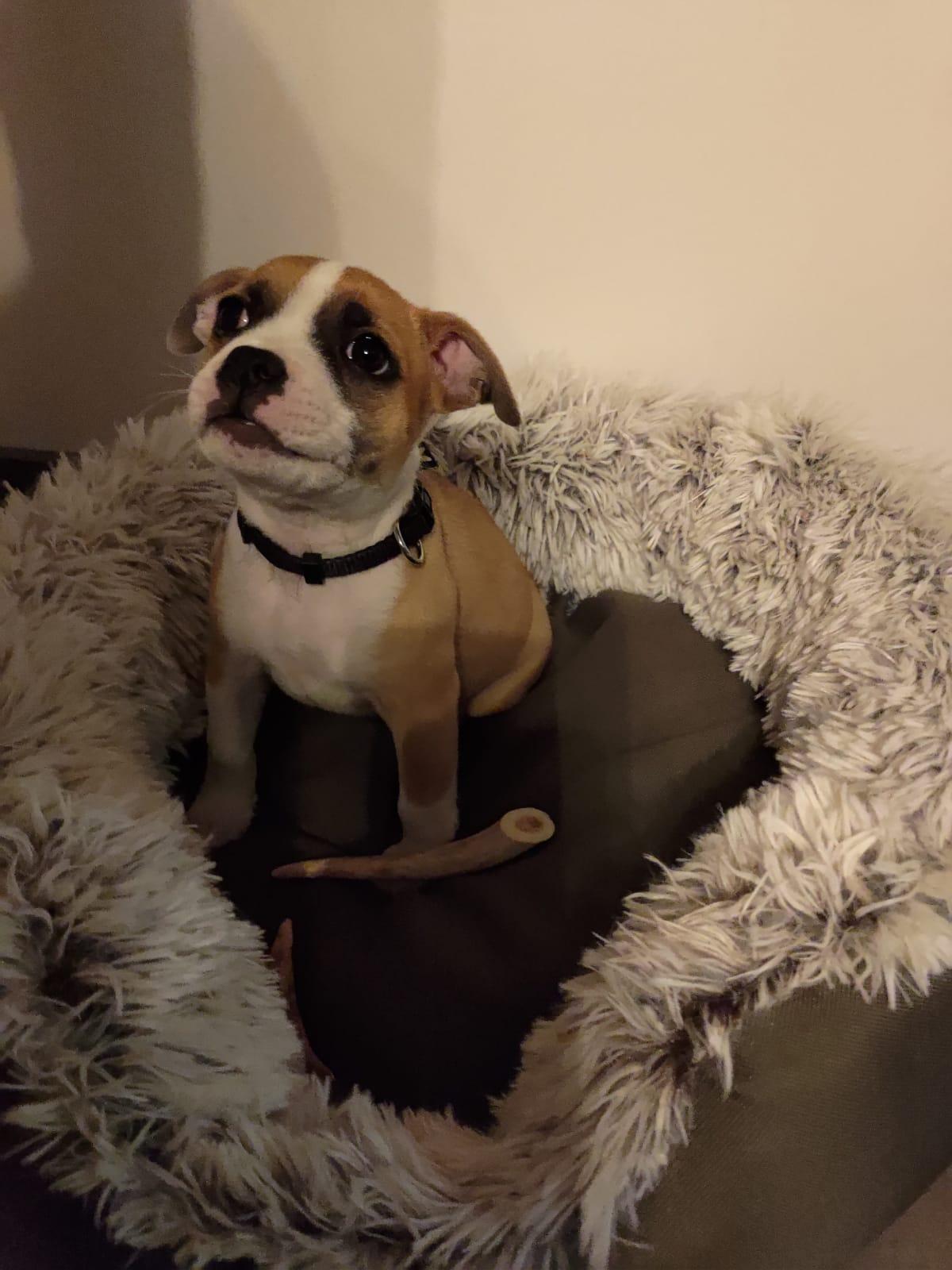 Chiot staffie masque