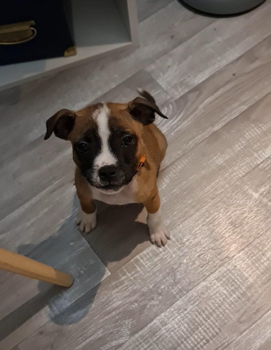 Chiot staffie masque