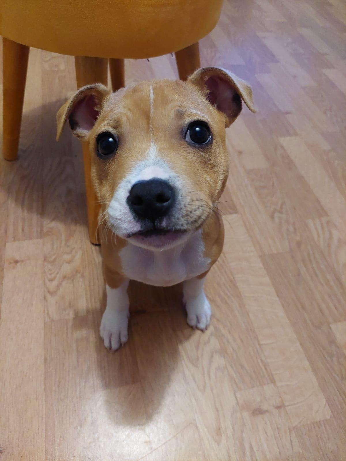 staffy's du grand nord