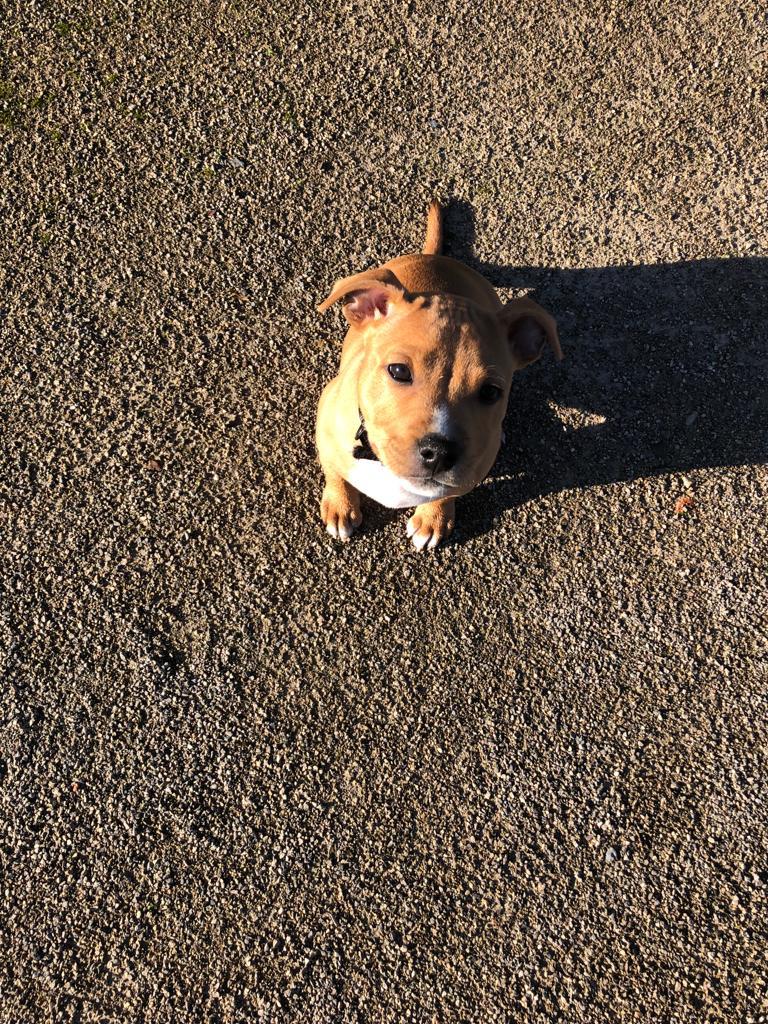 staffy's du grand nord