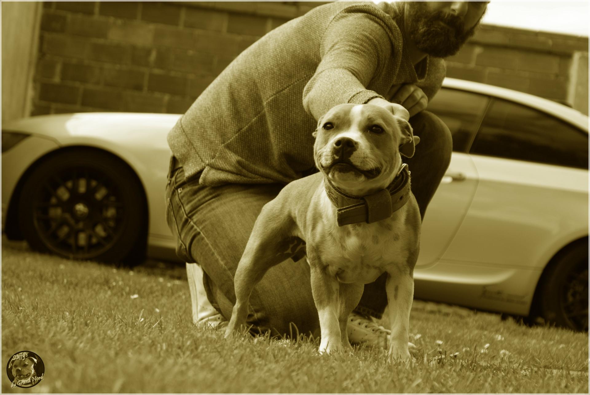 staffie rouge