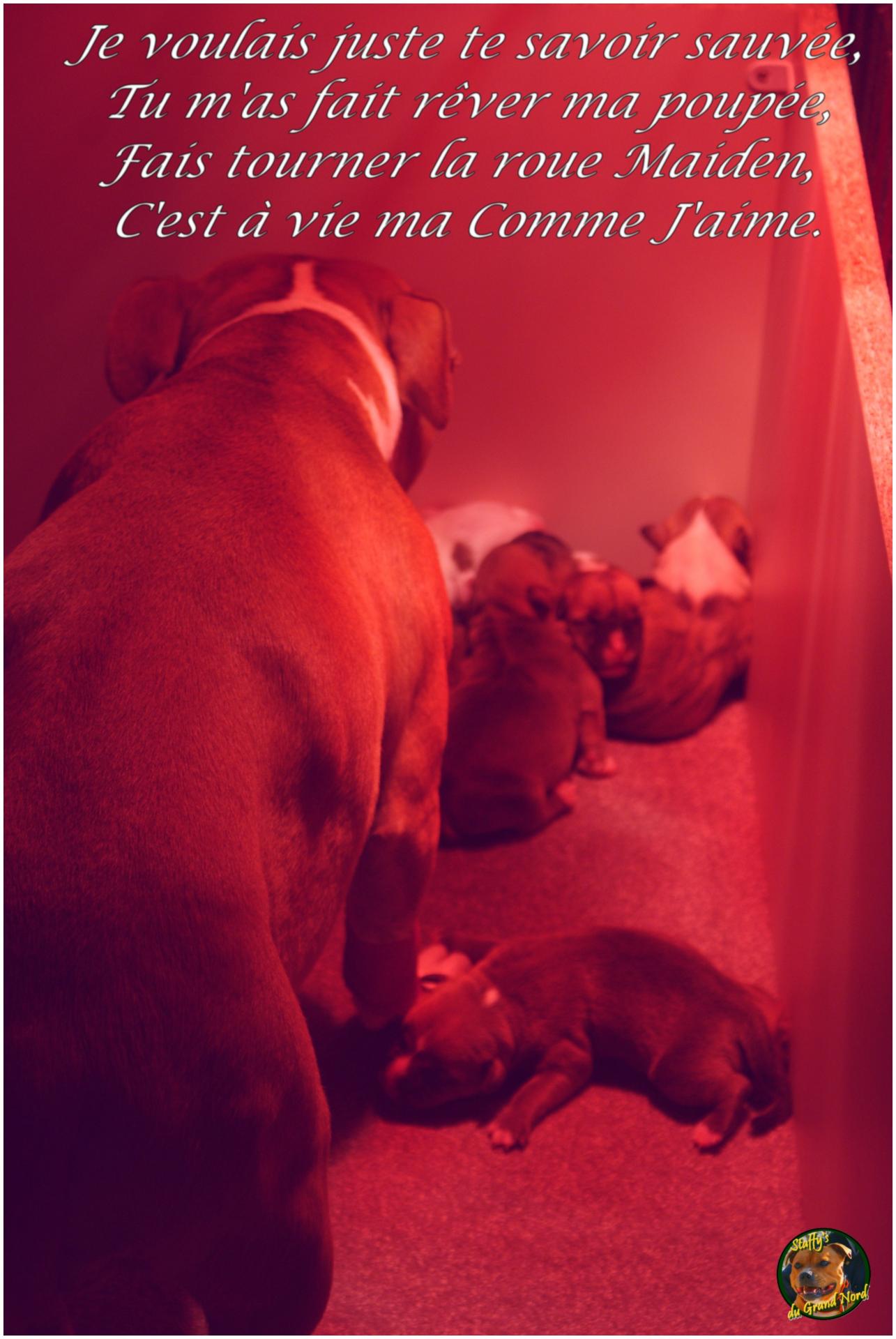 staffy's dugrand nord