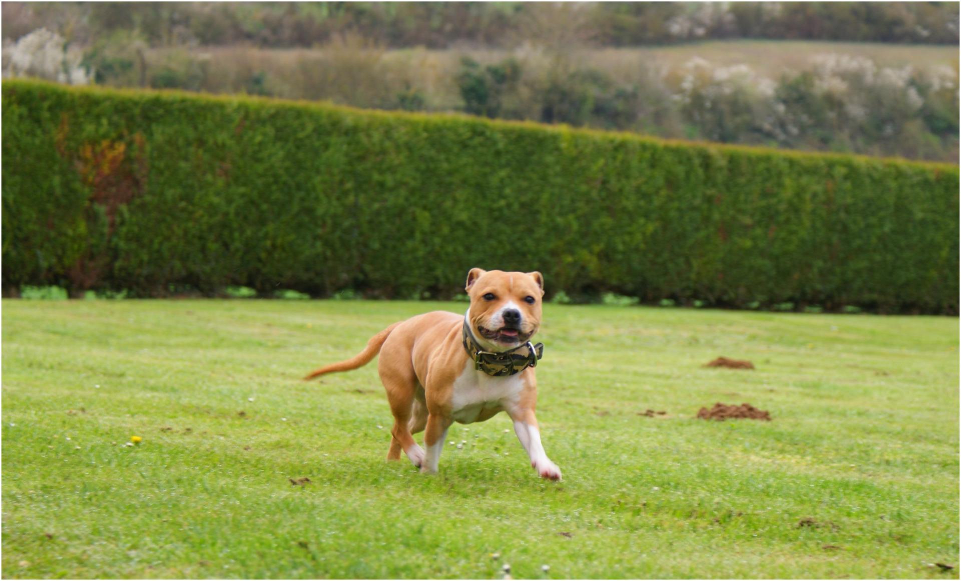 Staffy's du Grand Nord