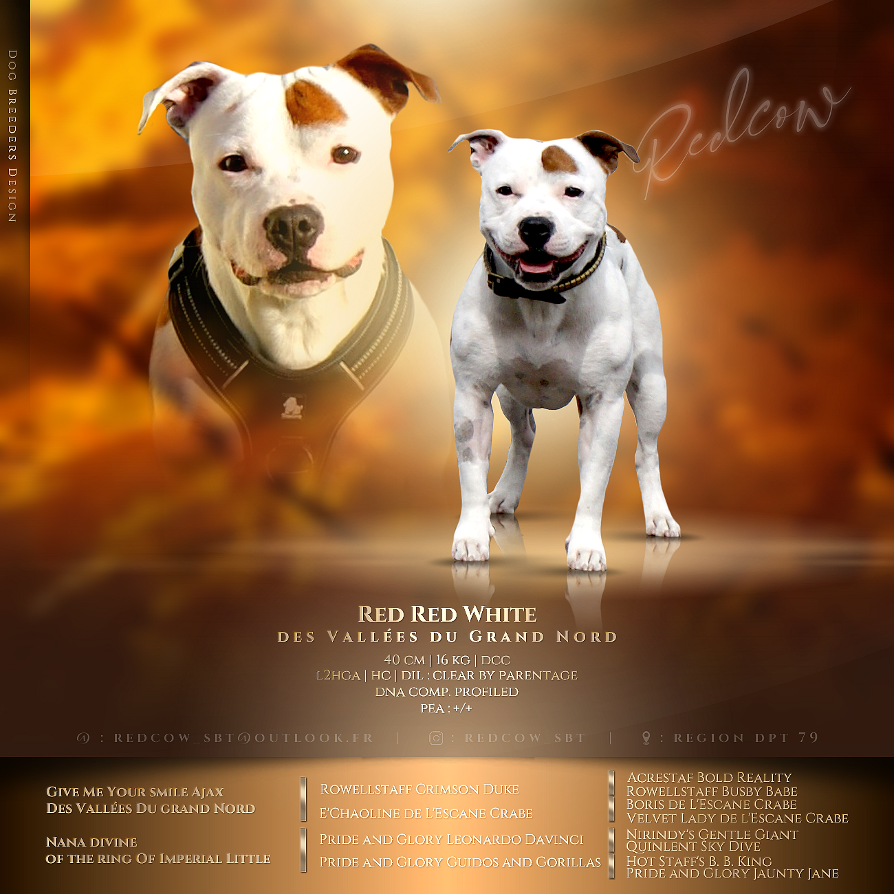 Redcow staffy's du grand nord