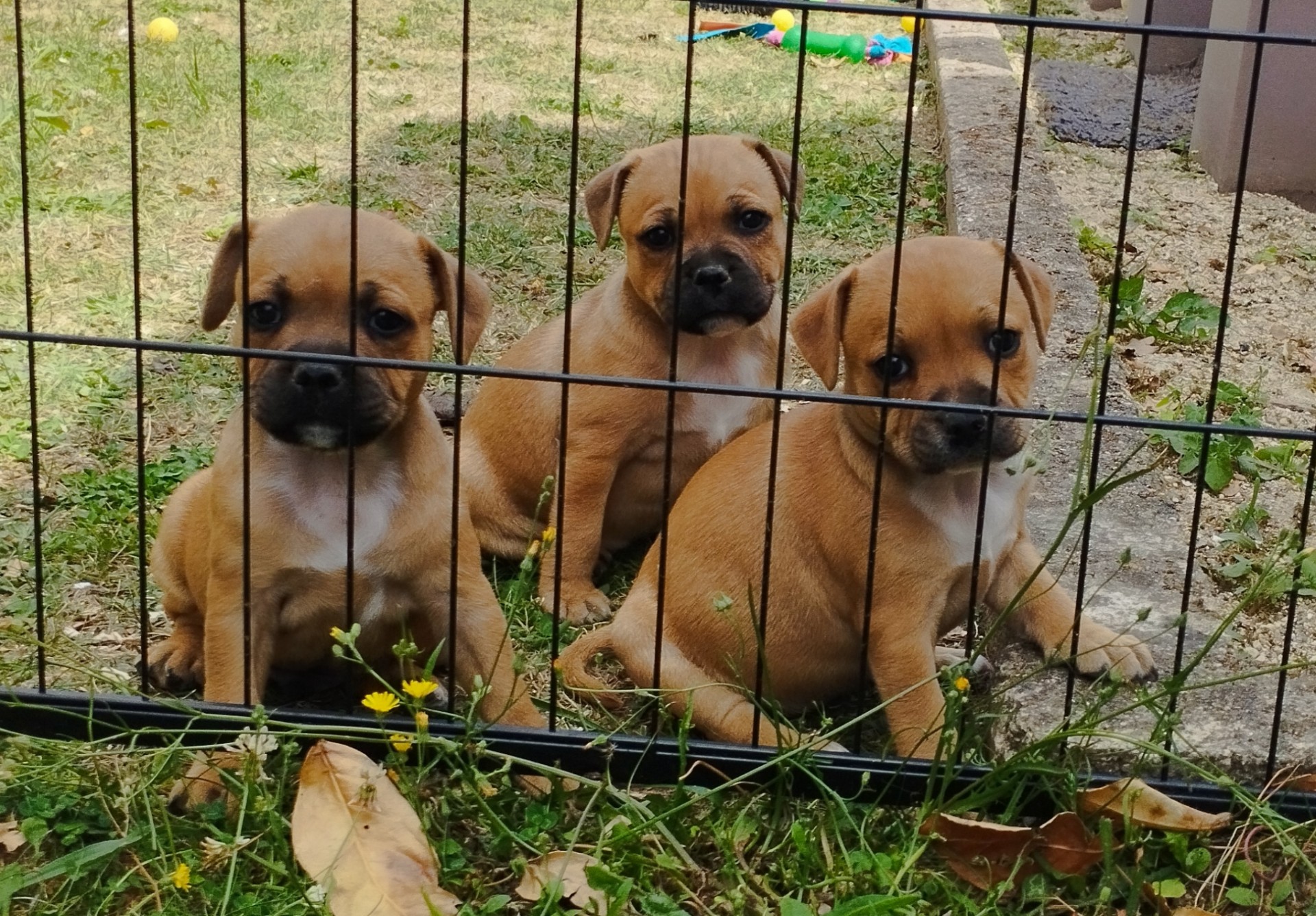 Chiot staffordshire bull terrier 