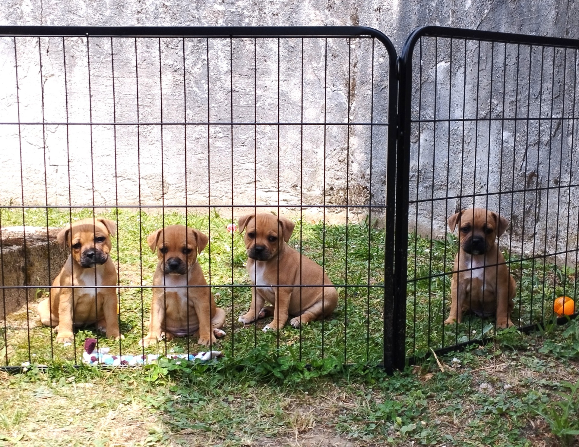 Chiot staffordshire bull terrier 
