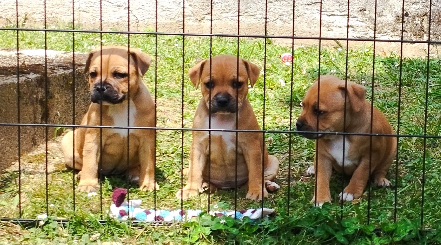 Chiot staffordshire bull terrier 