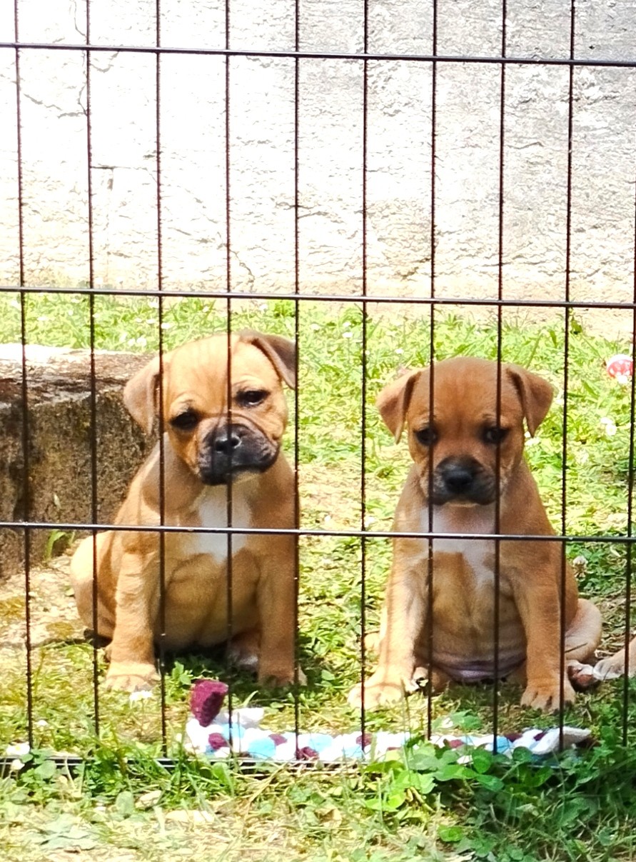 Chiot staffordshire bull terrier 