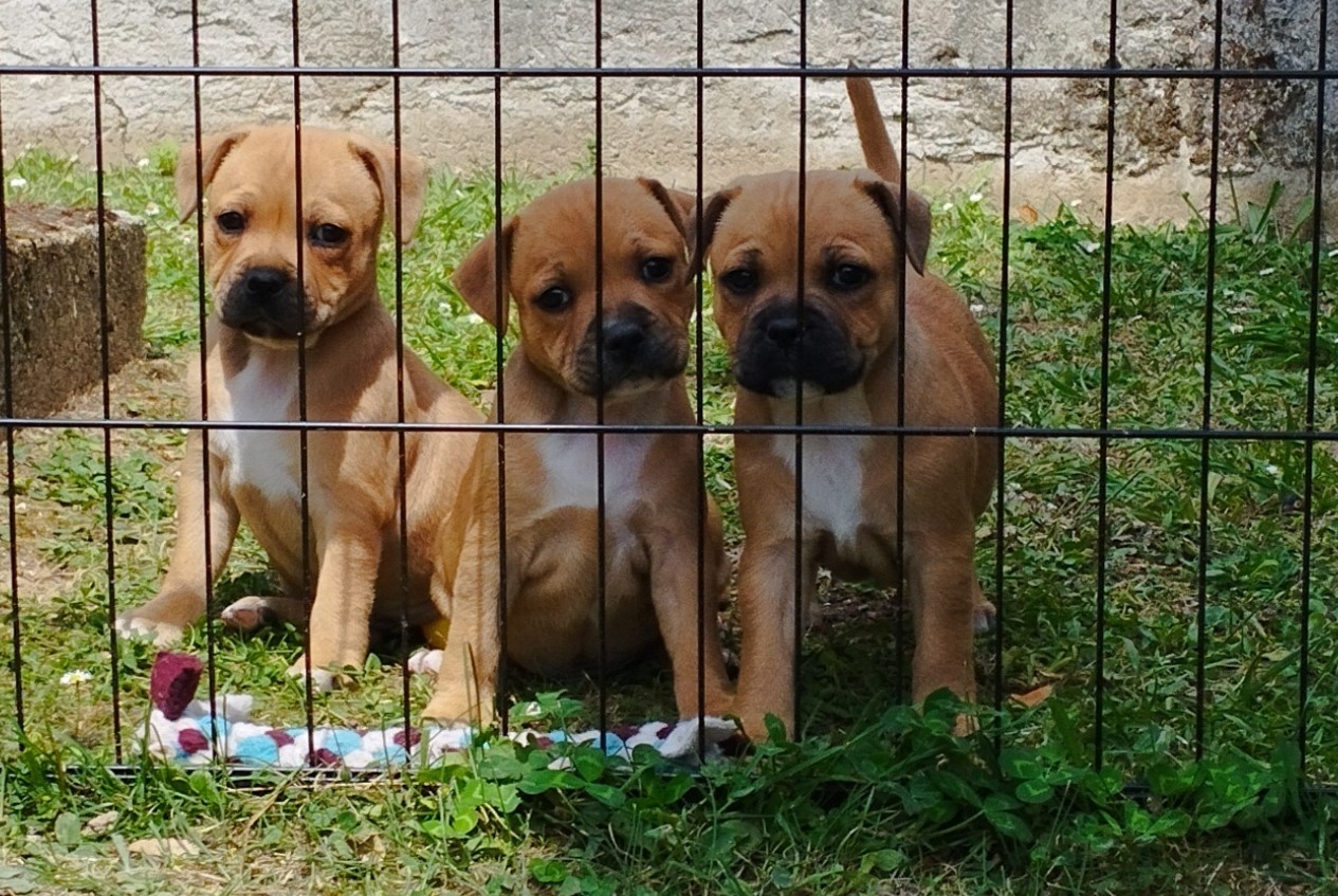 Chiot staffordshire bull terrier 