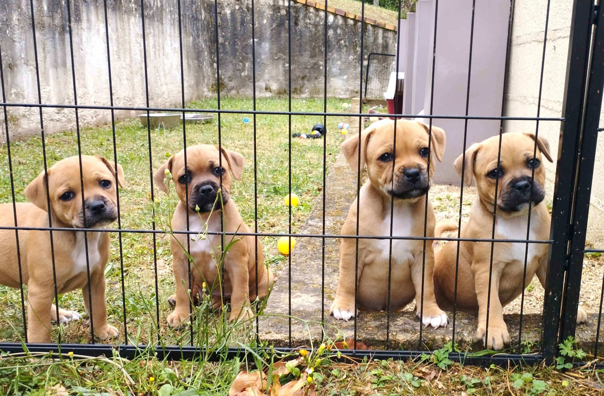 Chiot staffordshire bull terrier 