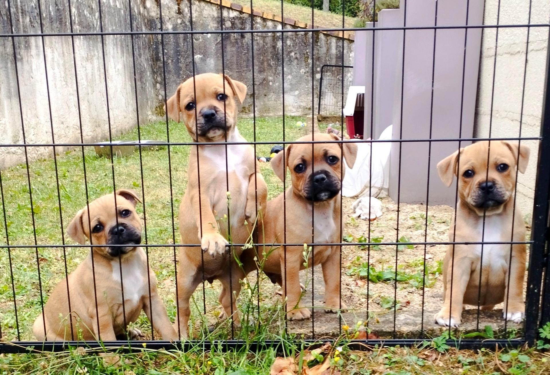 Chiot staffordshire bull terrier 