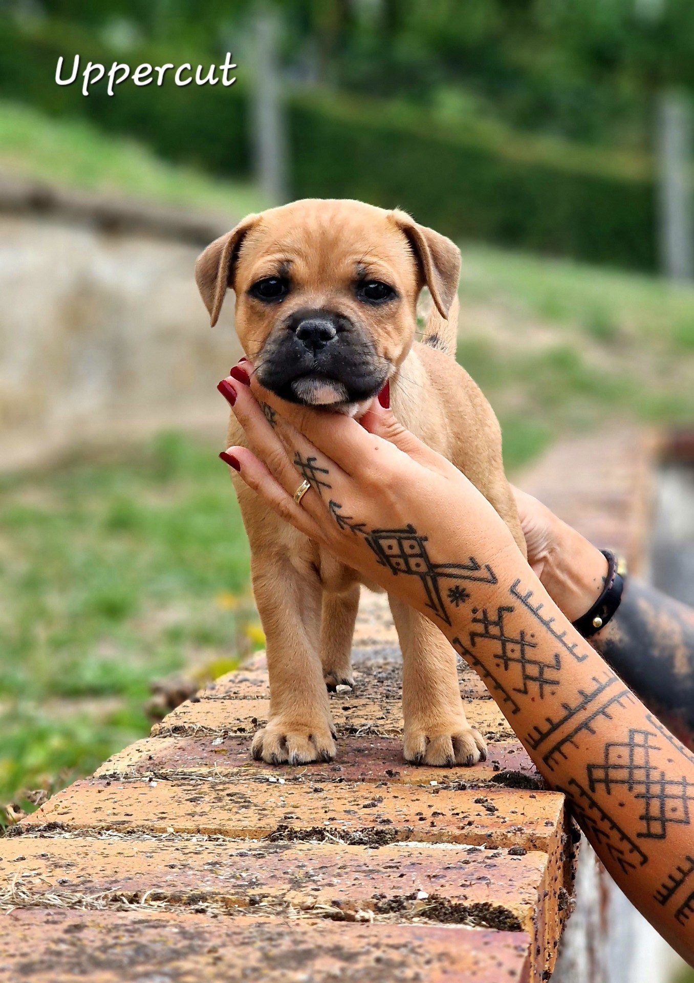 Chiot staffordshire bull terrier 