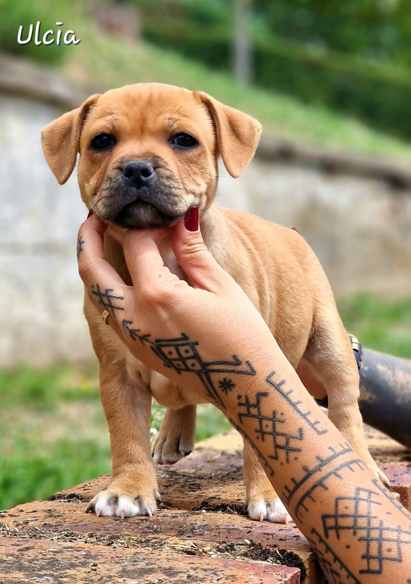 Chiot staffordshire bull terrier 