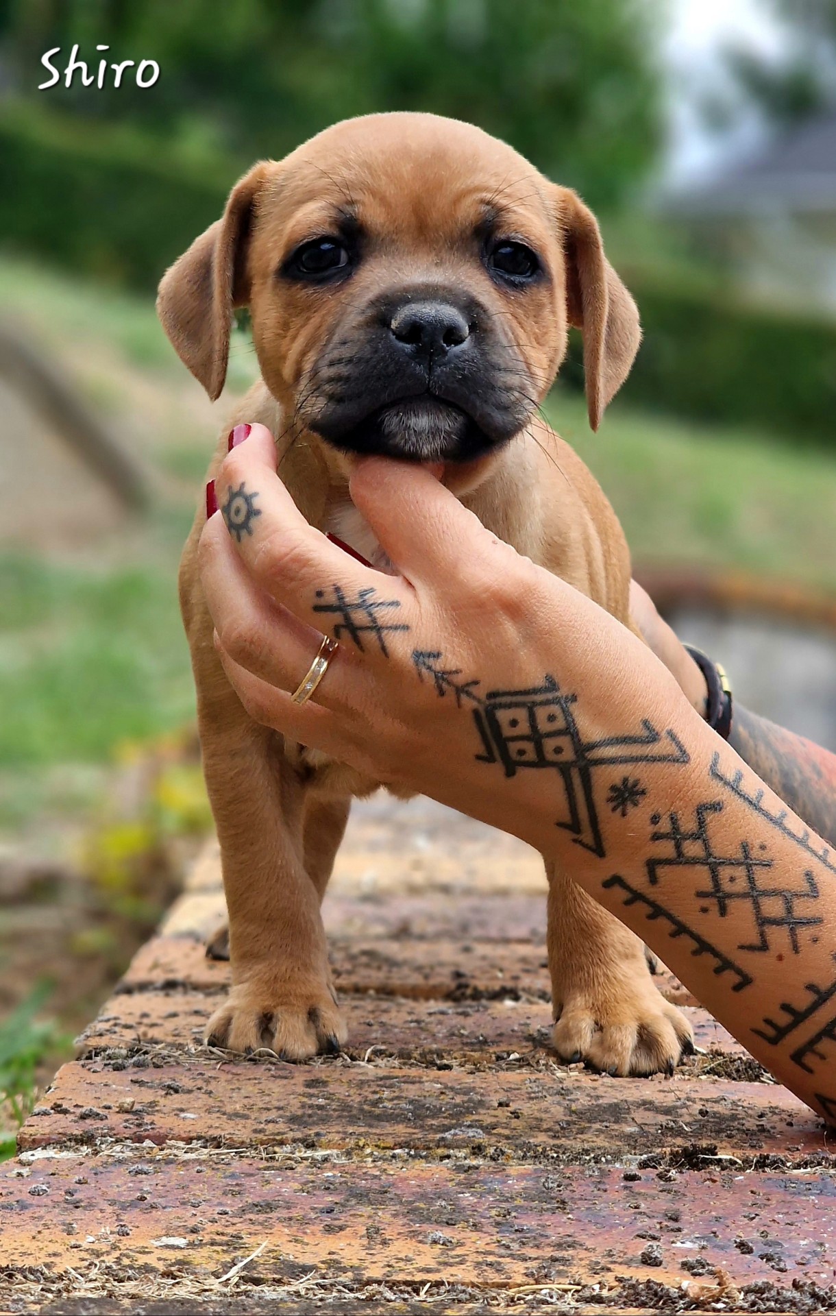 Chiot staffordshire bull terrier 