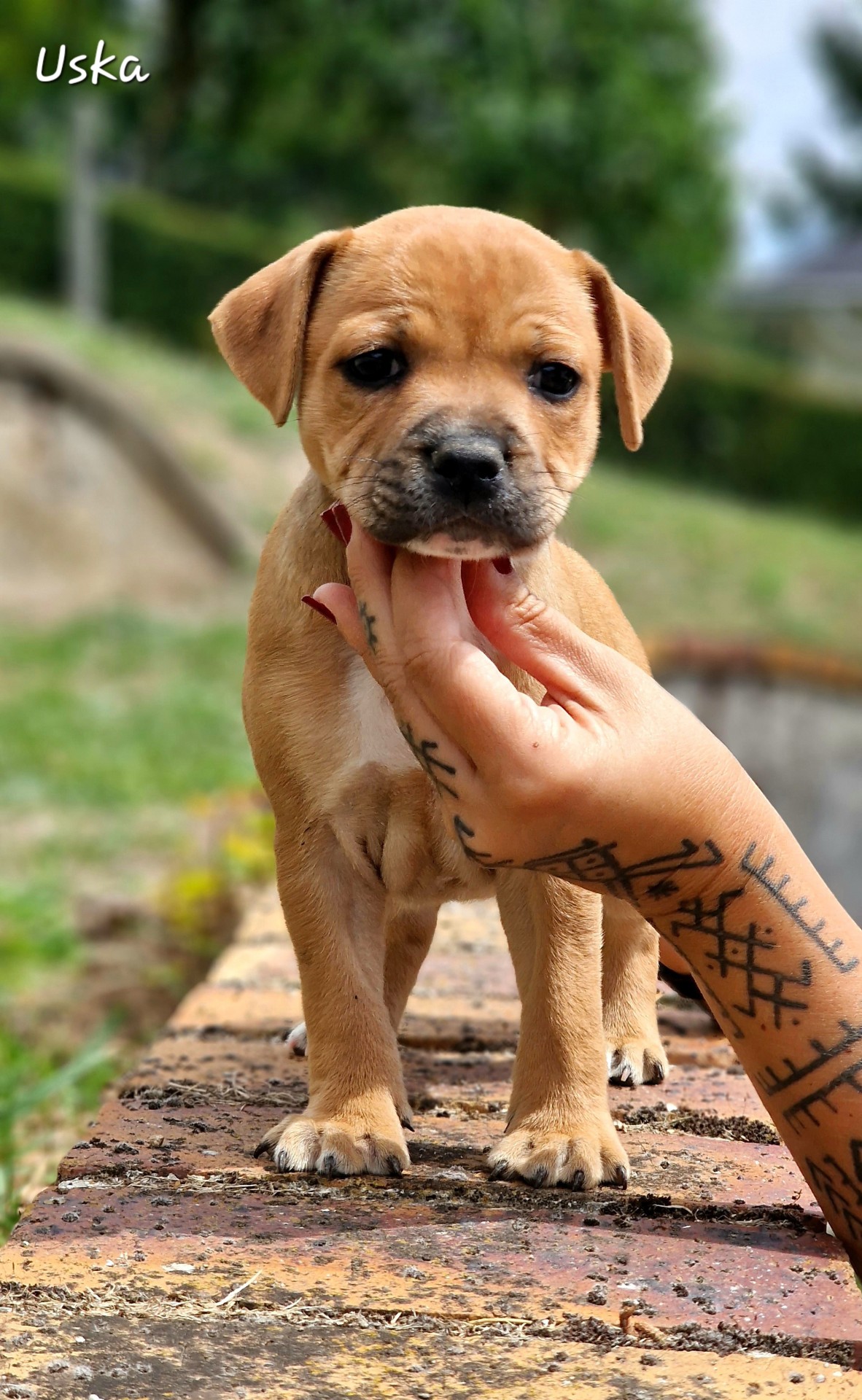 Chiot staffordshire bull terrier 
