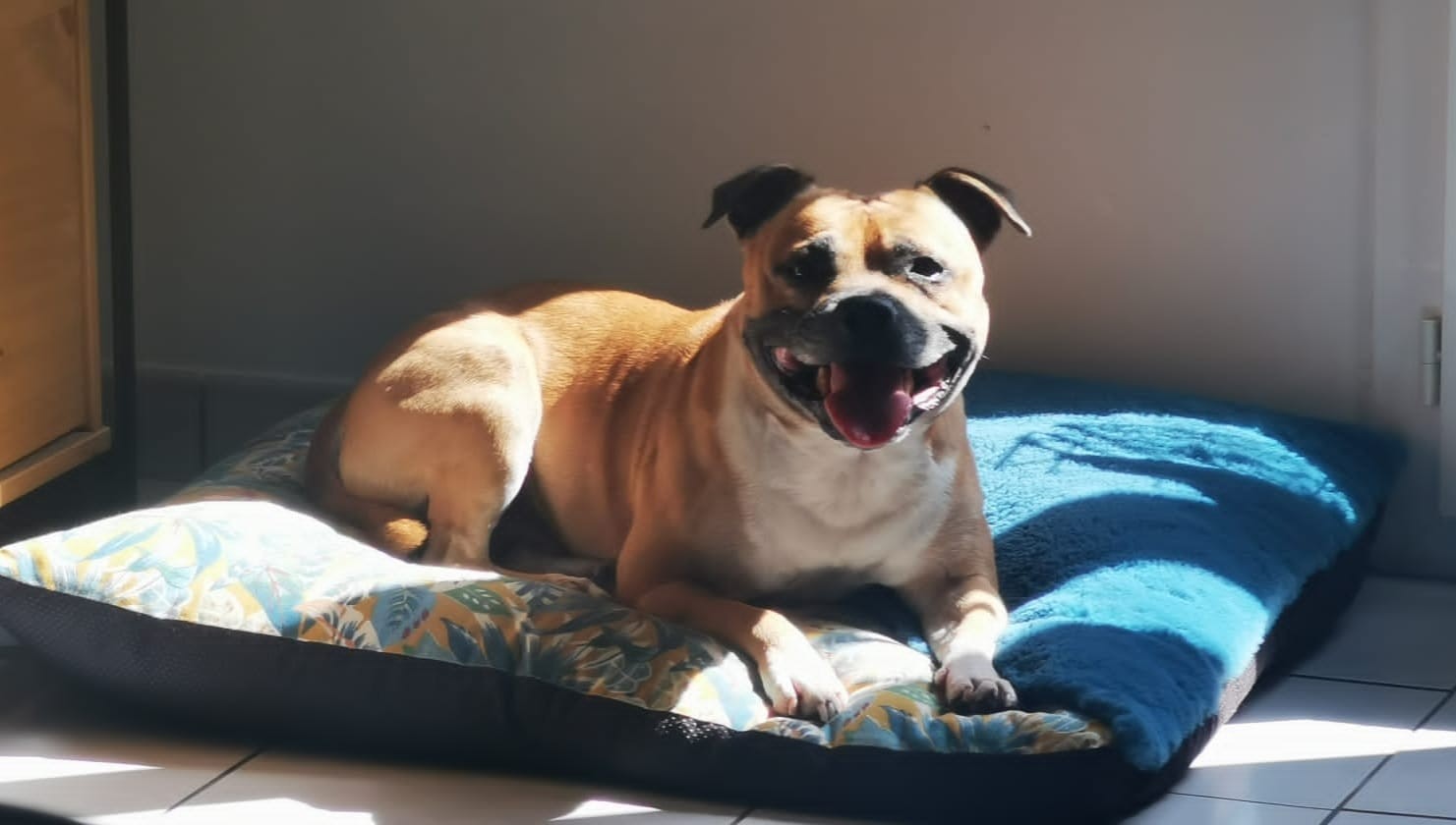 staffy's du grand nord
