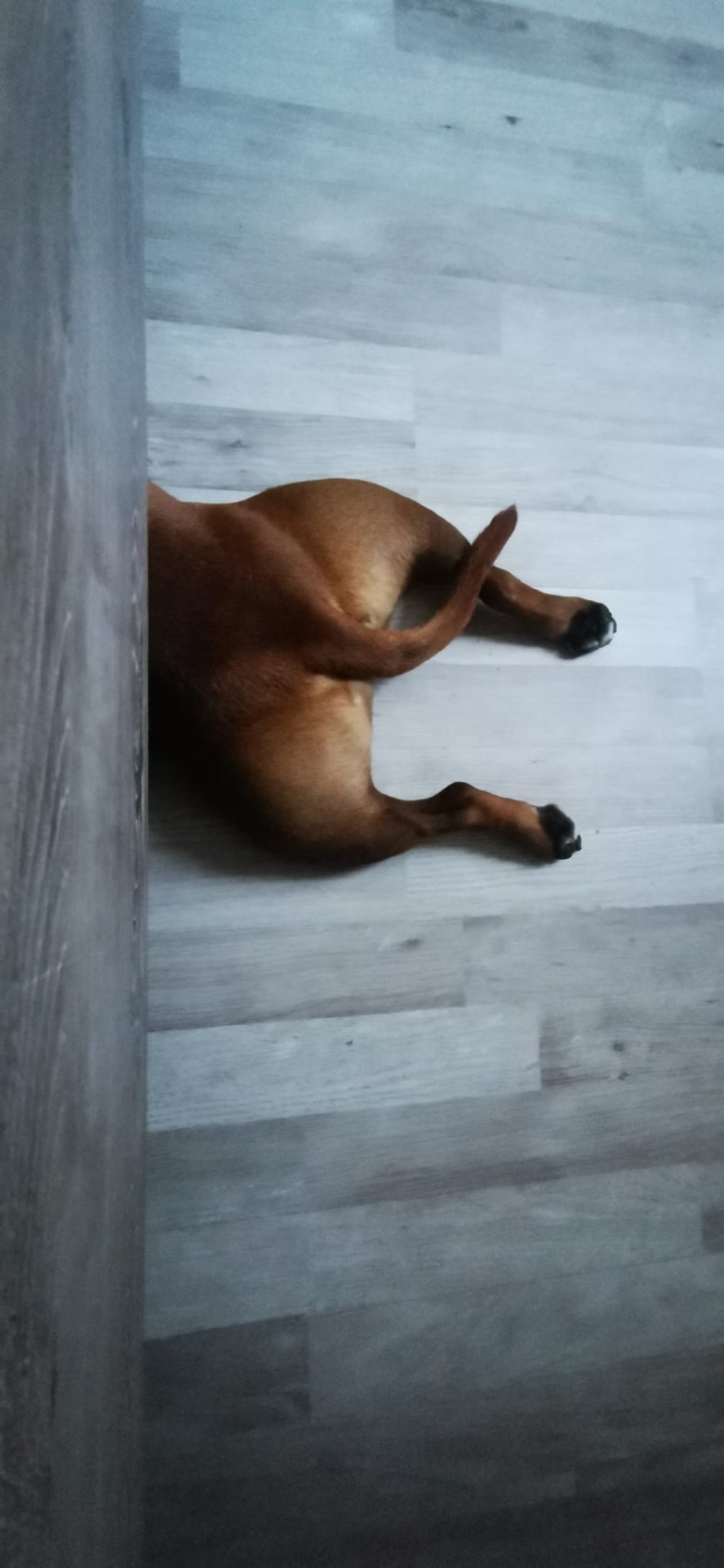 staffy's du grand nord