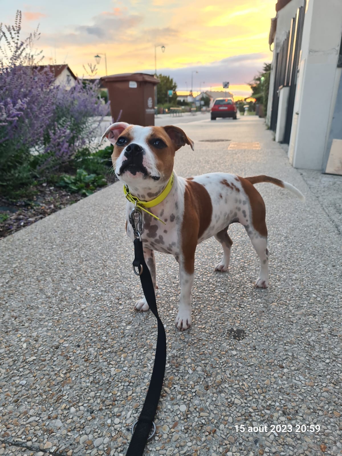 staffy's du grand nord