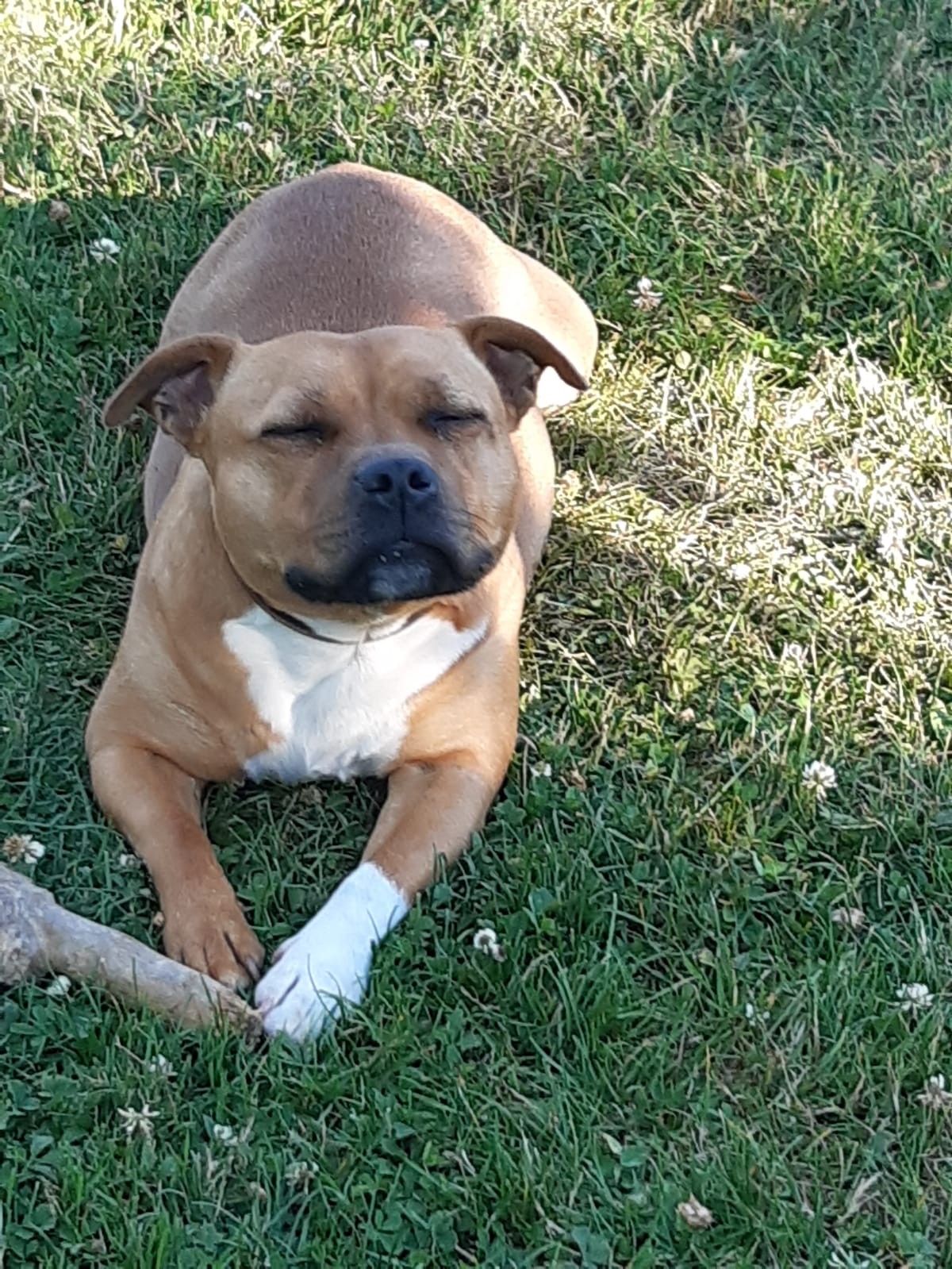 staffy's du grand nord