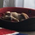 staffy's du grand nord