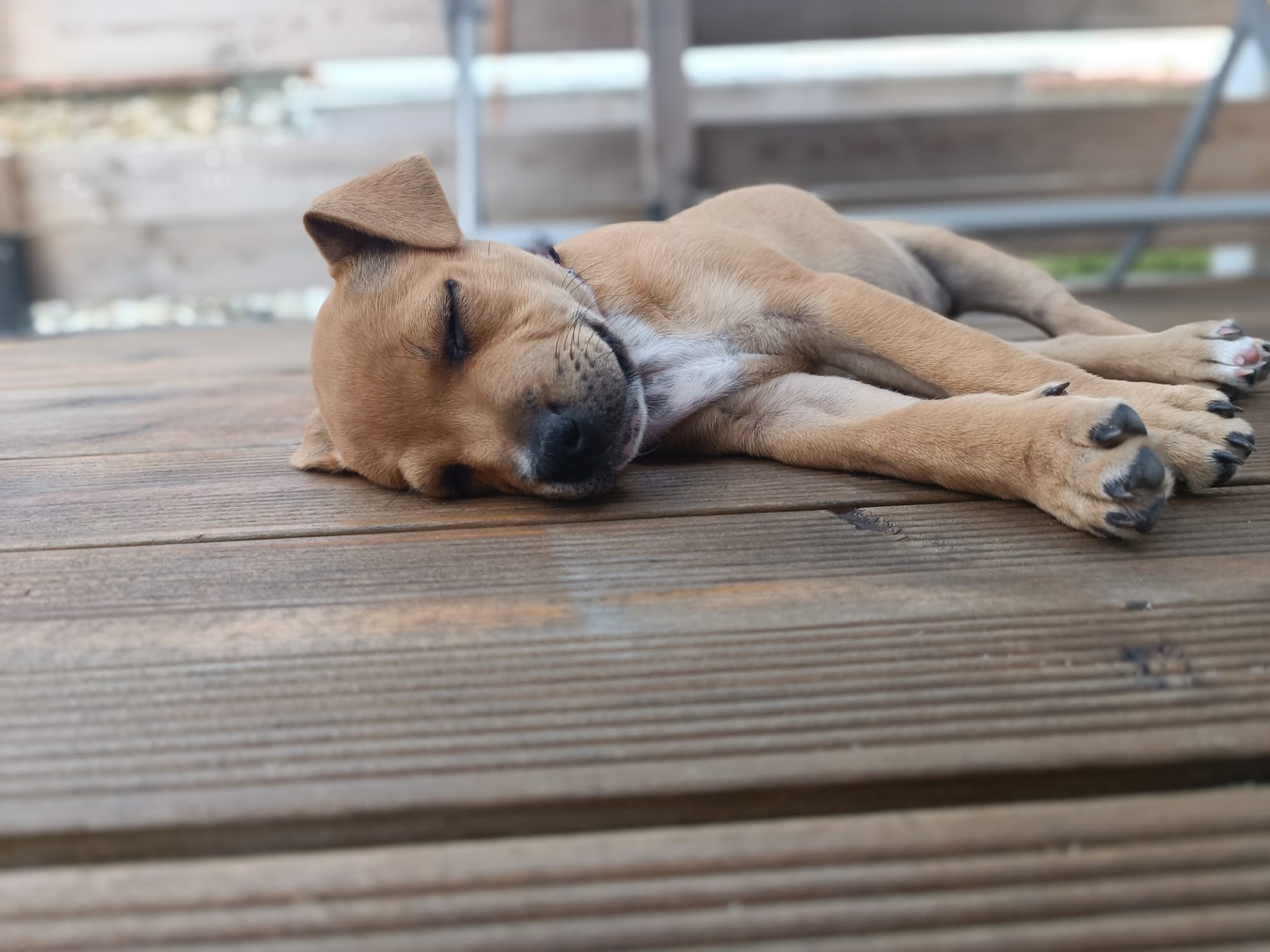 staffy's du grand nord