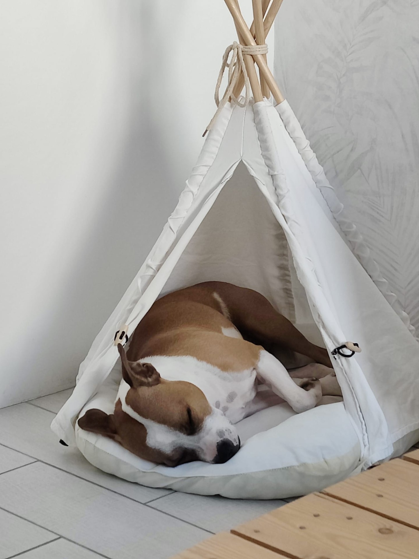 staffy's du grand nord