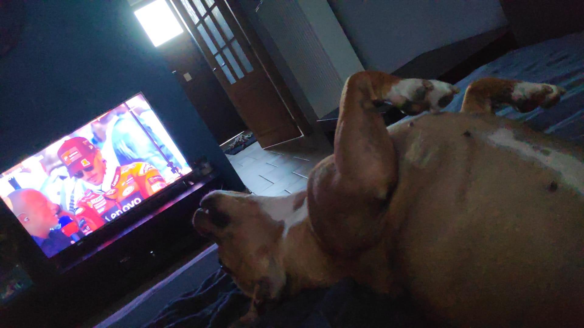 staffy's du grand nord