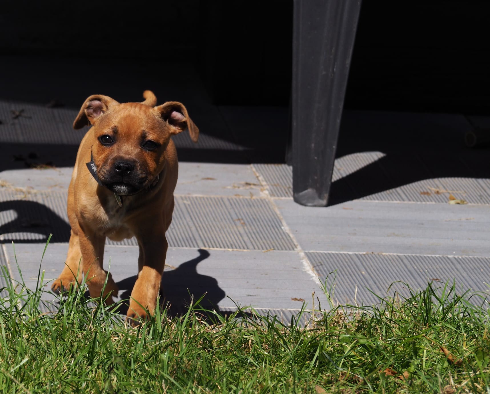 staffy's du grand nord