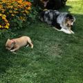 staffy's du grand nord