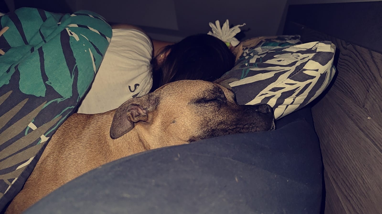 staffy's du grand nord