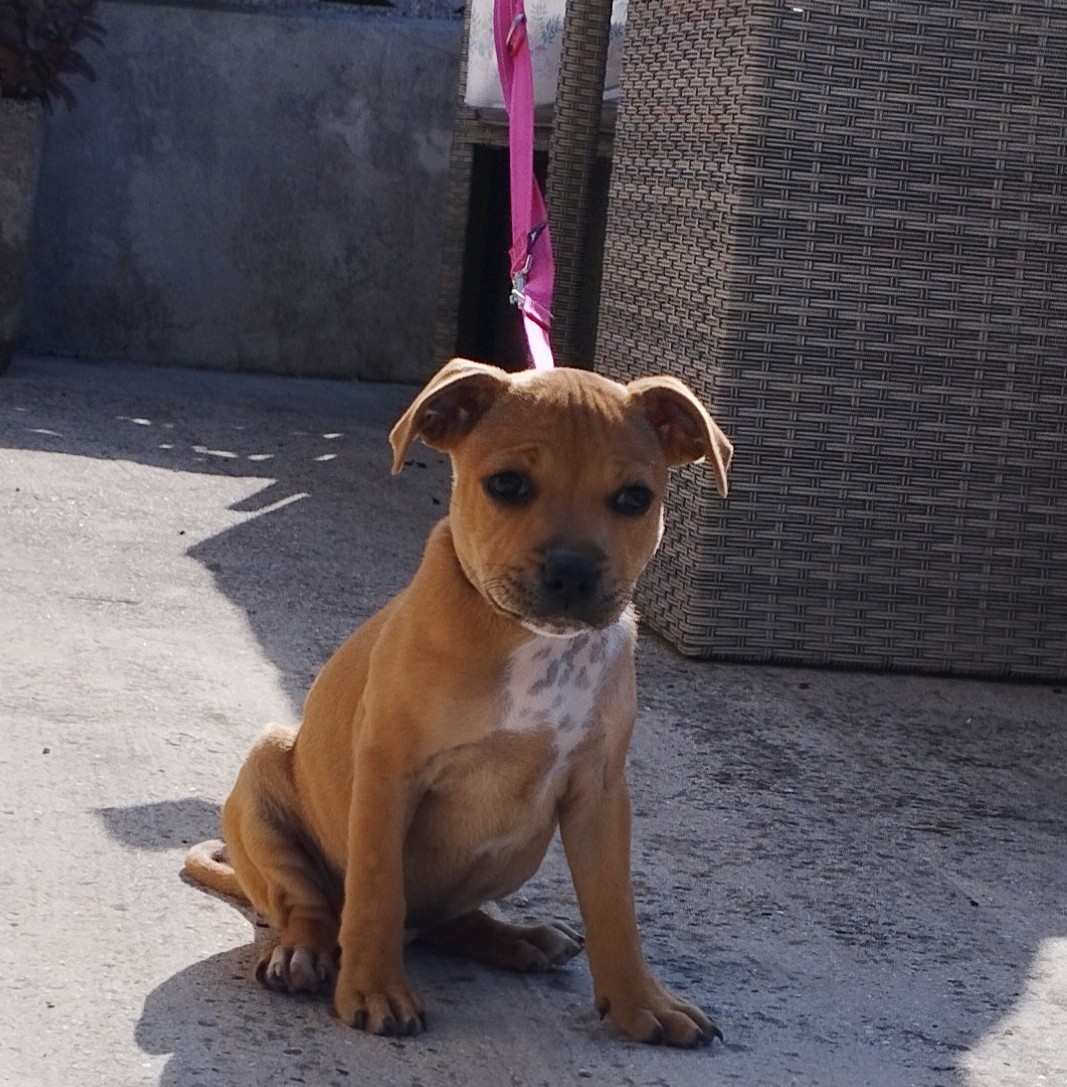 staffy's du grand nord