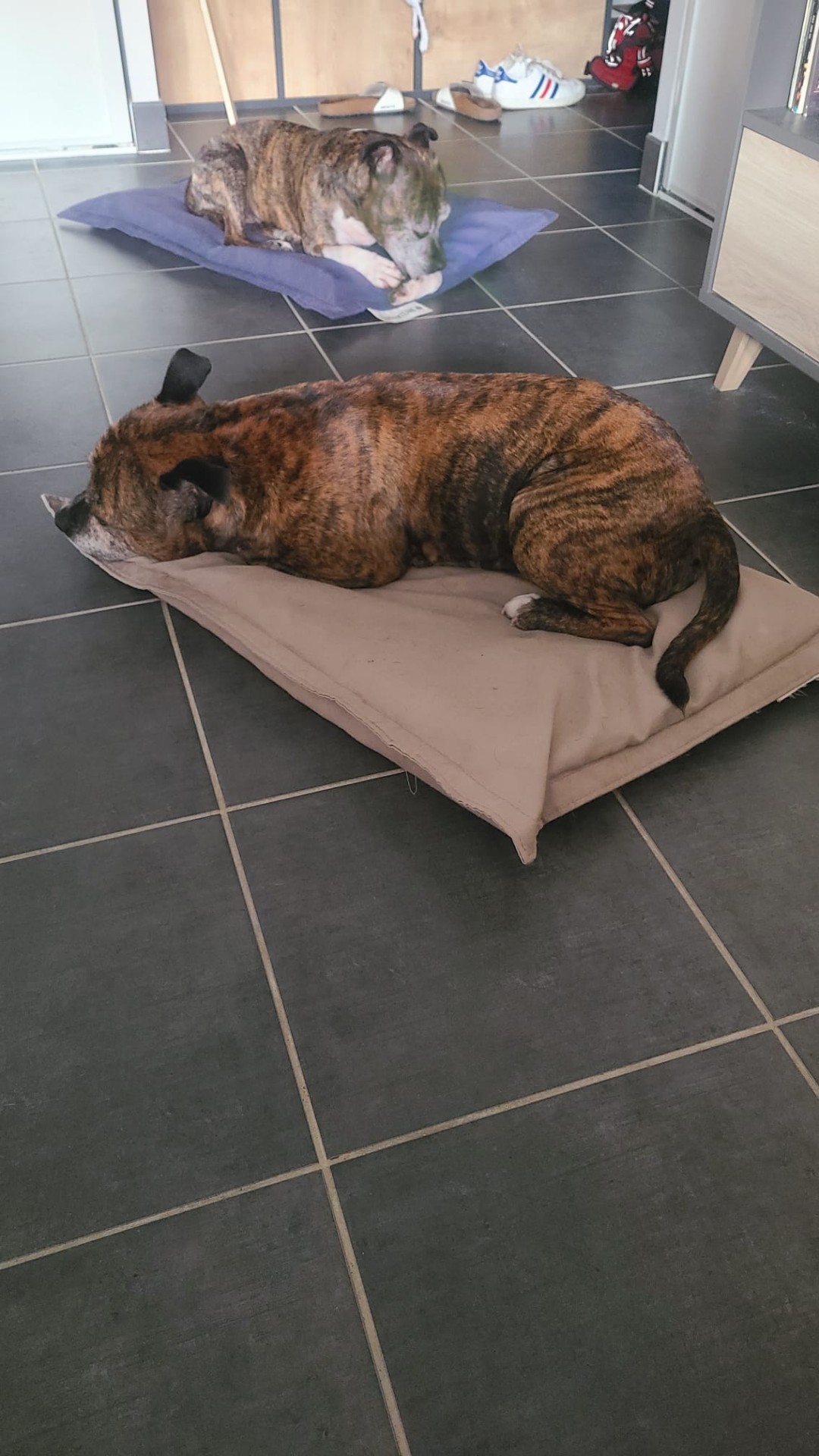 staffy's du grand nord