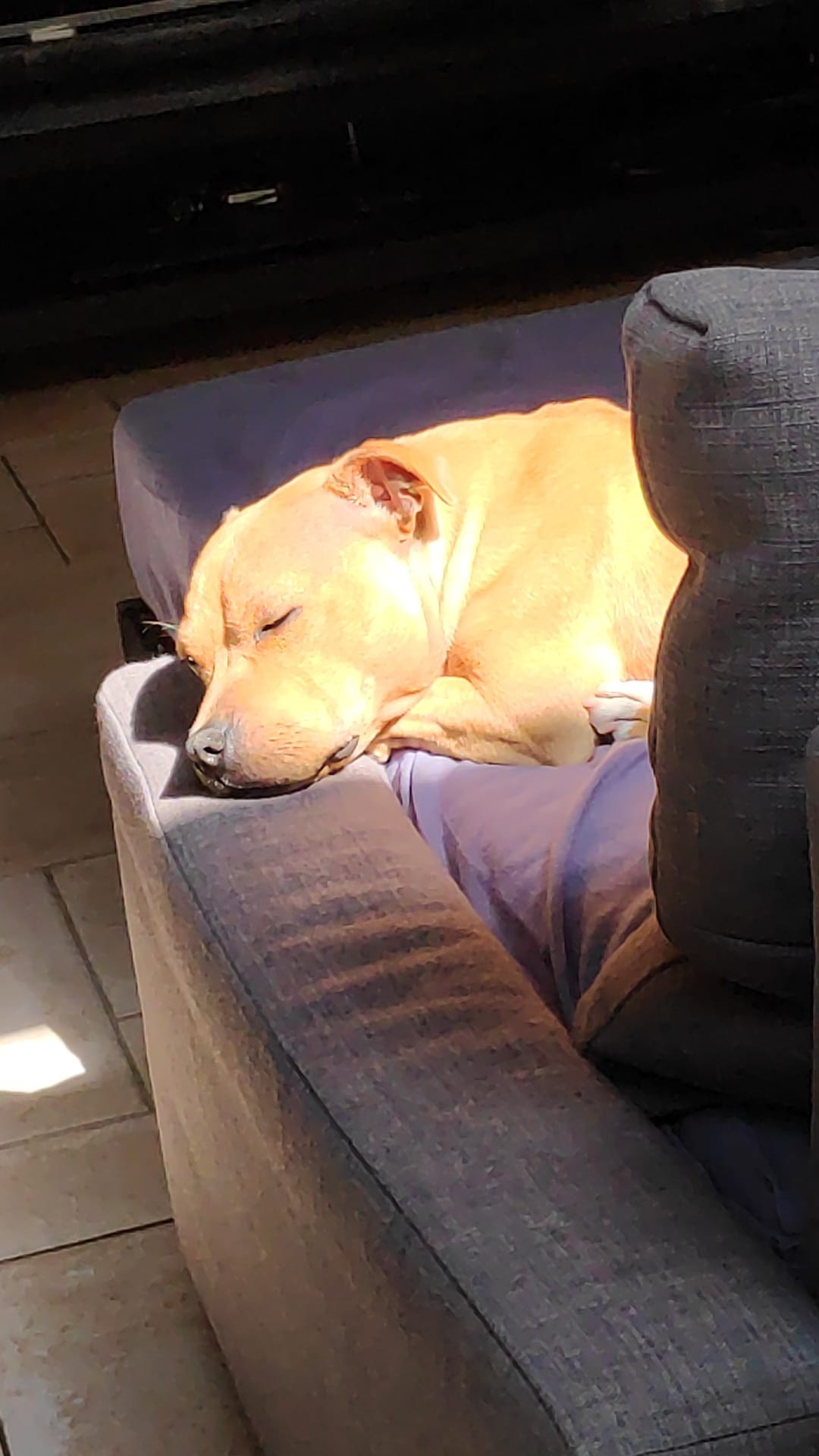 staffy's du grand nord
