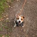 staffy's du grand nord