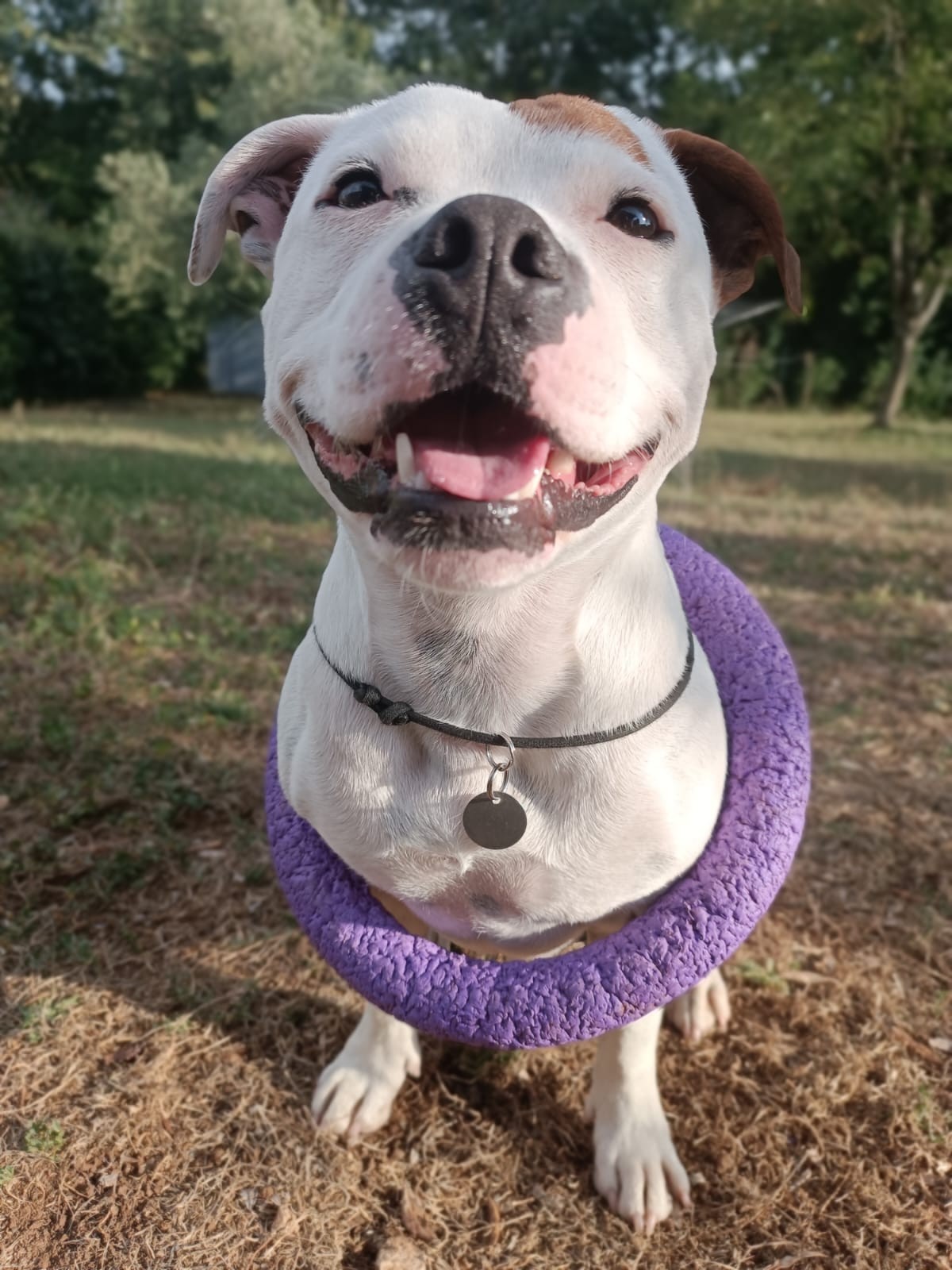staffy's du grand nord