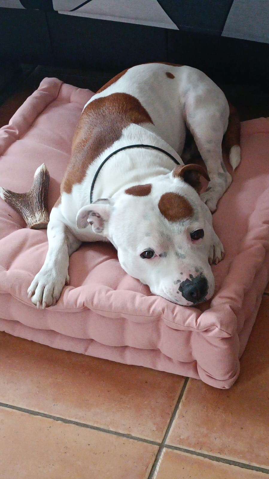 staffy's du grand nord