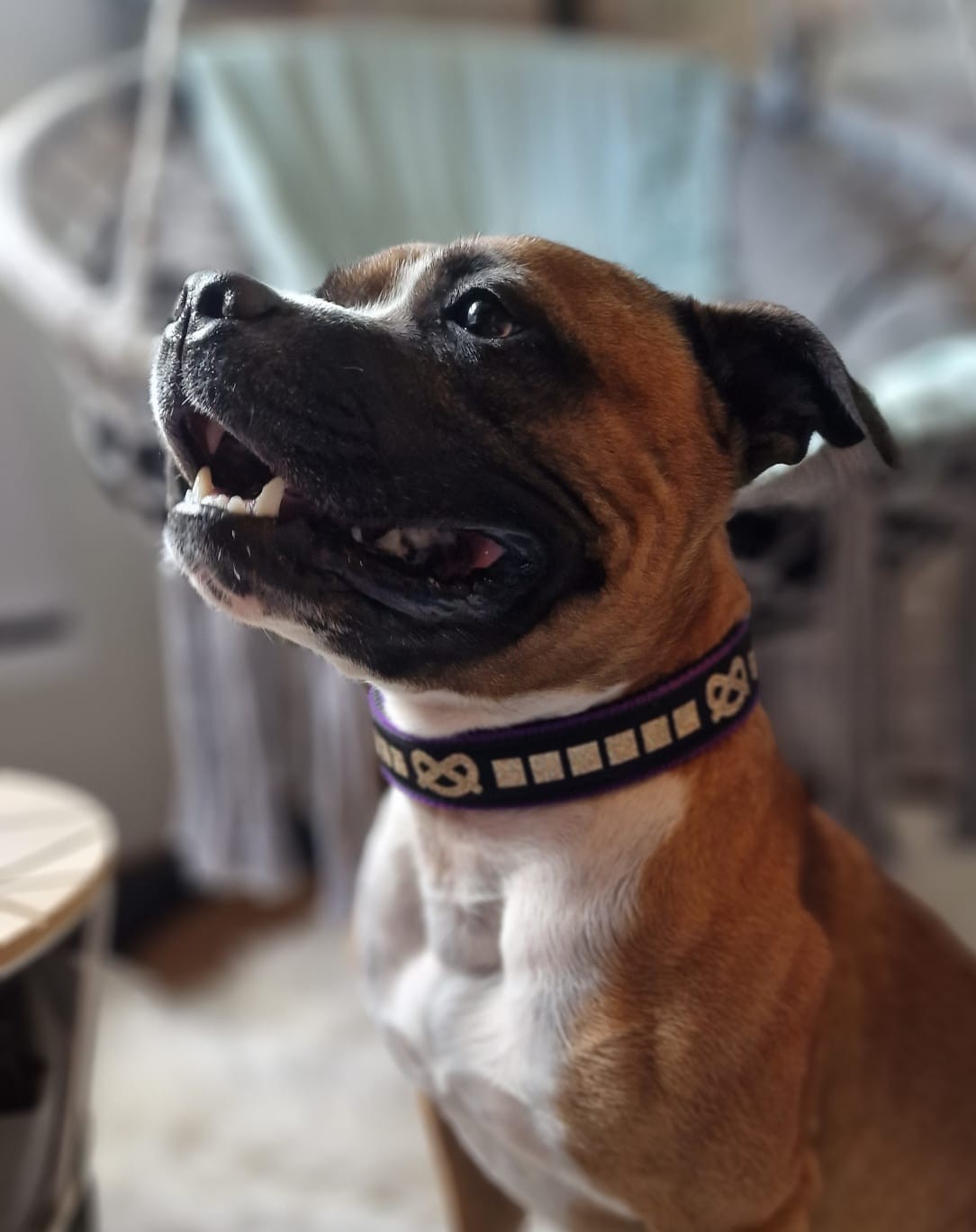 staffy's du grand nord