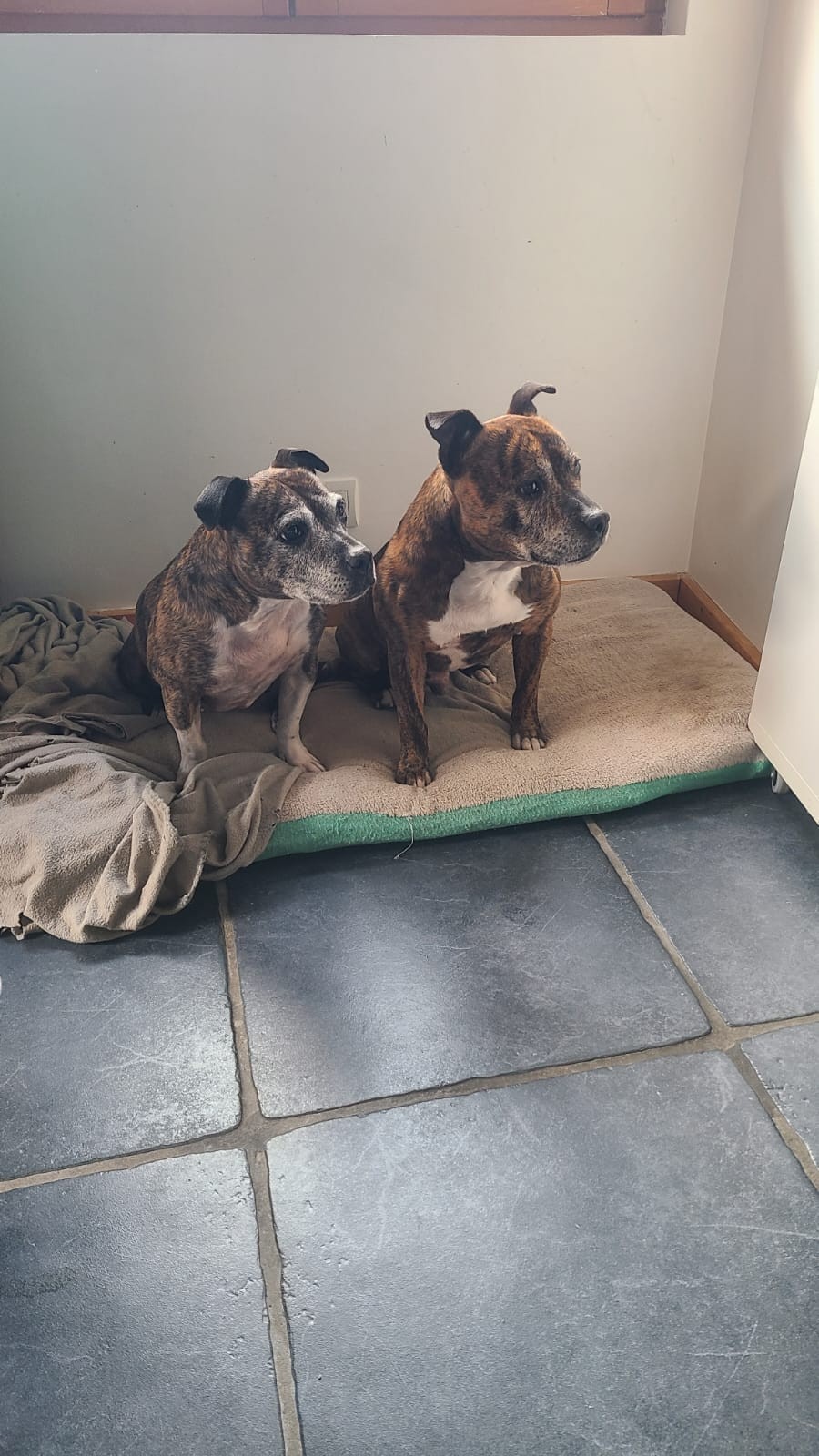 staffy's du grand nord