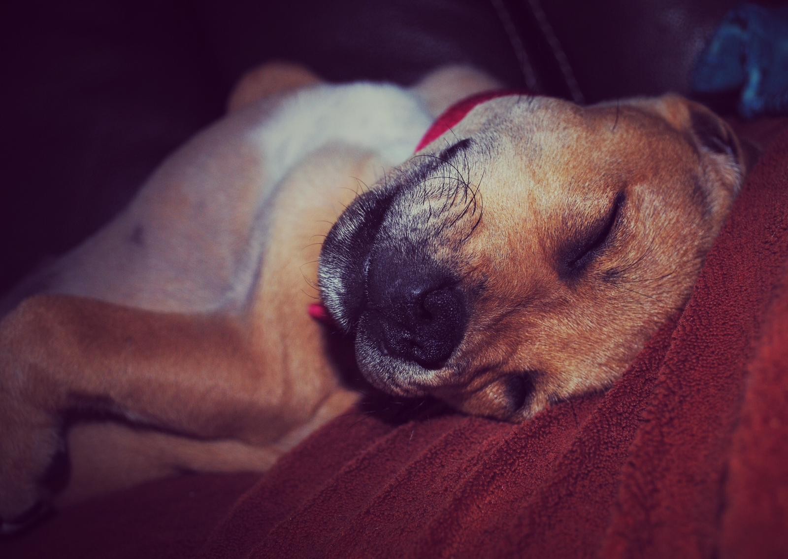 staffy's du grand nord