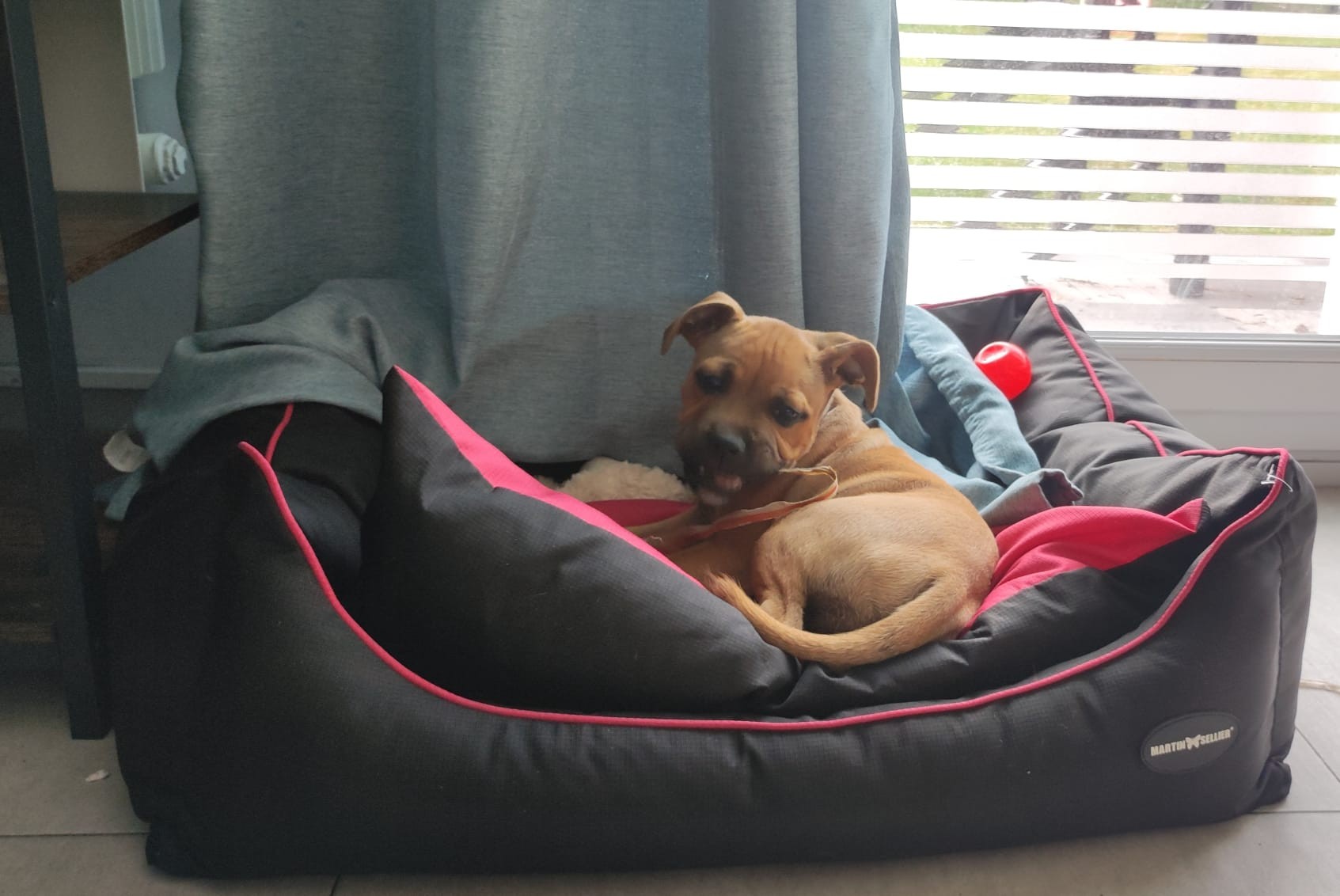 staffy's du grand nord