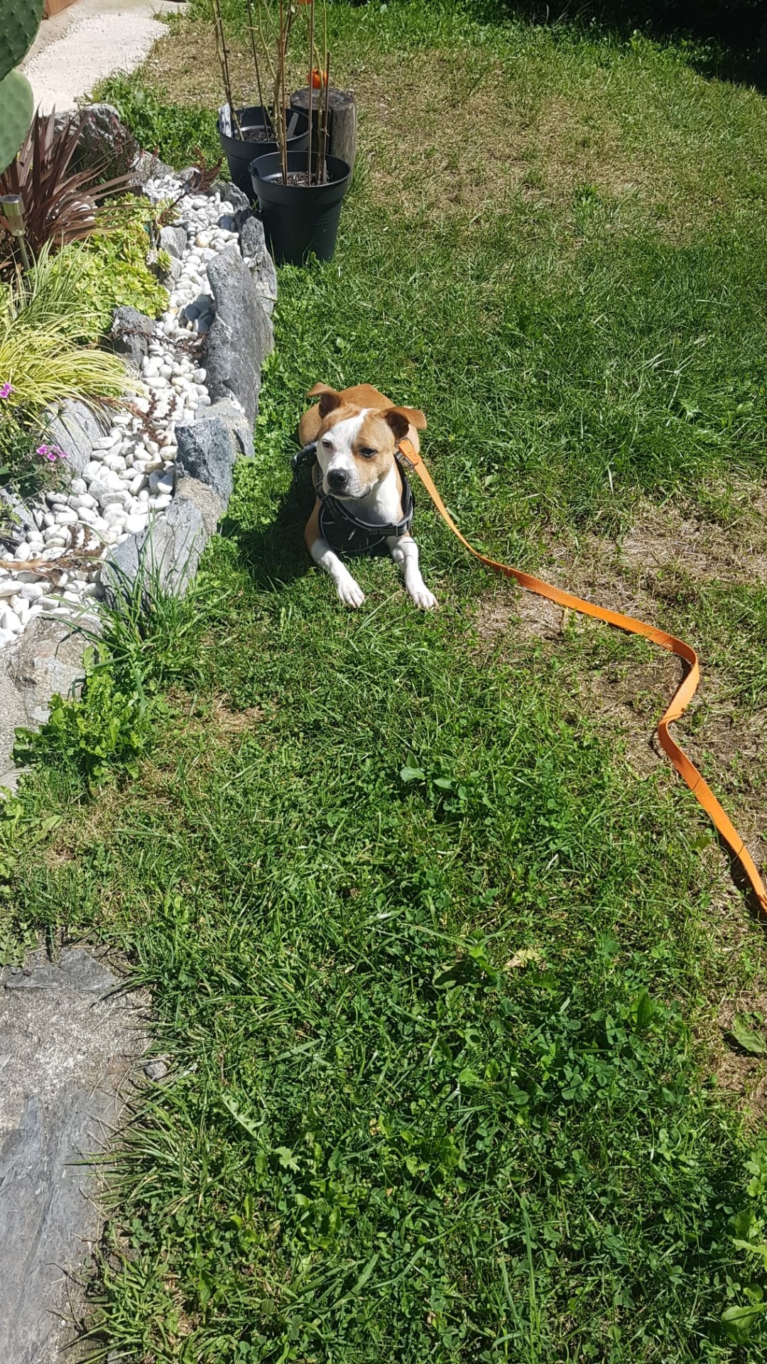 staffy's du grand nord